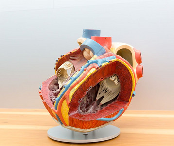 人类心脏切片的解剖模型医学海报教育概念图片