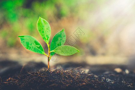 在黑土中生长的植物幼苗图片