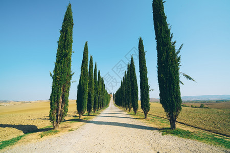意大利乡村沿路的风景图片