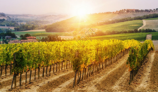 意大利,波尔多著名的葡萄园背景图片