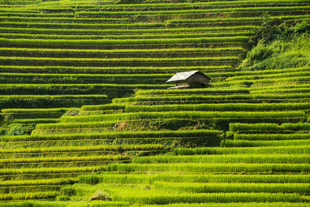 在vietnam的sp附近有梯田的稻景观mucanghi稻田横跨山坡层无穷尽约有20公顷稻田梯其中50公顷是3个乡镇的梯田如大棕图片