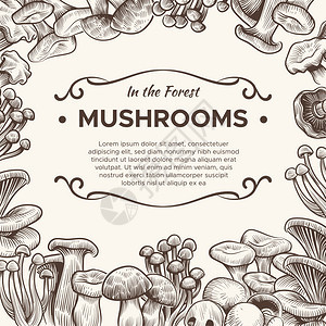 手绘蘑菇菜单矢量背景背景图片