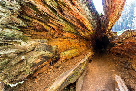 从深树洞穴的视角拍摄树干里面图片