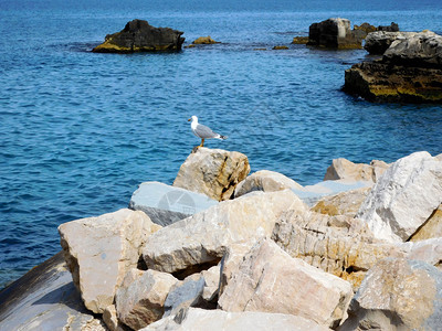 生活在海边的动物海鸥图片