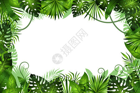 丛林背景热带树叶框架图片