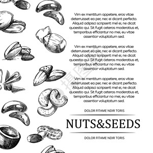 坚果素描用手画的坚果和种子套手画的坚果和种子套手画的坚果和种子挂横幅或海报插画
