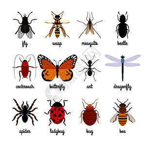 卡通可爱矢量昆虫图标图片