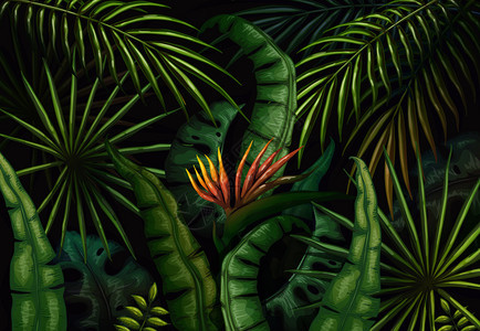 热带夏季雨林外来植物背景图片