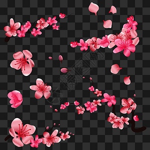 透明背景樱花矢量图图片
