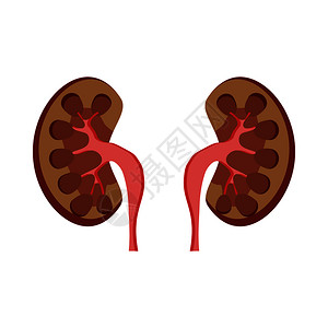 白色背景的卡通风格中人类肾图标卡通风格图片