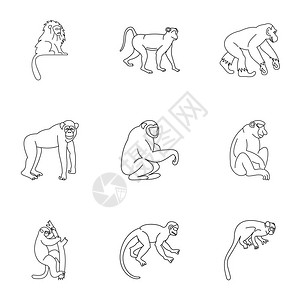 由9个热带猴子向量图标组成的大纲集用于在白色背景上隔离的网络图片