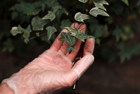 种植植物图片