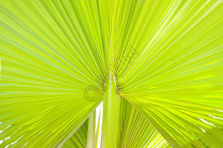 绿棕榈叶纹理背景图片