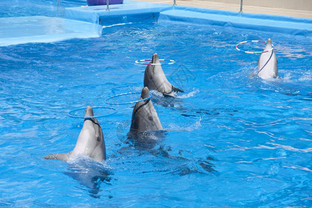 游泳池里跳舞的海豚图片