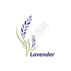 lavendr花朵矢量插图设计模板图片