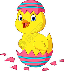 从蛋壳中孵化的可爱小鸡卡通矢量插画图片