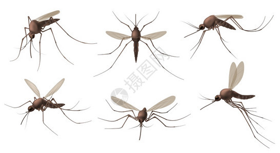 现实的蚊子吸血昆虫登革热zika和疟疾媒的幼虫为驱喷雾广告设置的孤立蚊子苍蝇吸虫刺绣能zika和疟疾媒的幼蚊子为驱虫喷雾广告设置图片