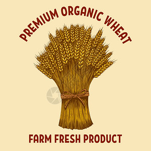 有机特价小麦用雕刻风格说明小麦的草图海报卡片横幅徽章的设计要素背景图片