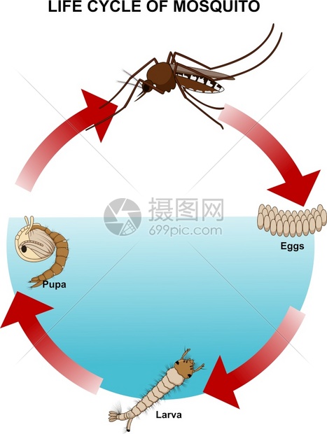 蚊虫生命周期图片