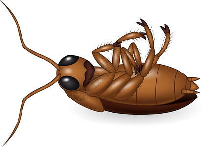 死蟑螂卡通图片