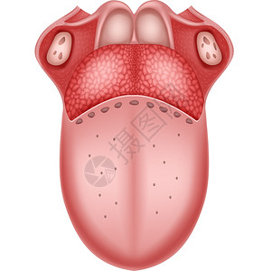 人体舌头模型背景图片