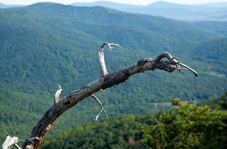 旧树枝架在雪南多阿的山谷上在一块旧布的攀爬上图片