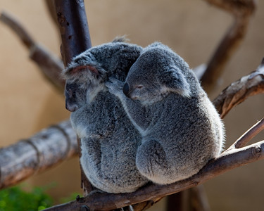 澳洲的考拉熊抱在树枝上与婴儿抱在母熊后面图片