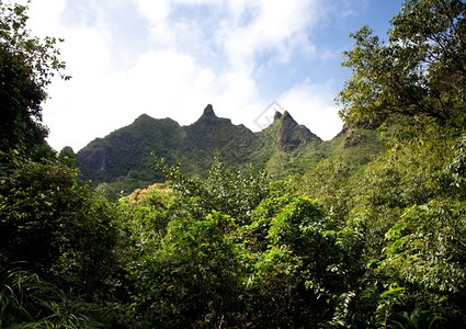 在Kaui的重山顶上被红树包围图片