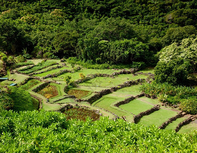 Kaui的梯田花园实例显示不同的植物类型图片