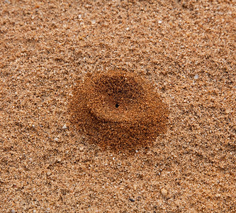 在沙中创造的蚂蚁山形成像火结构一样的高清图片