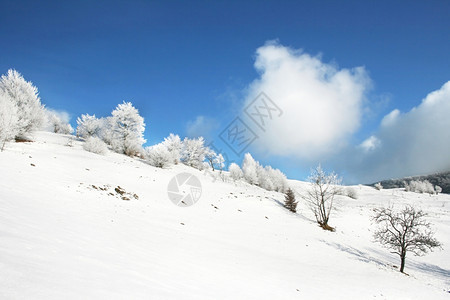 冬季风景山和雪树图片