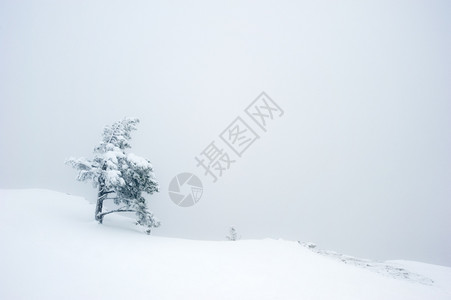 花朵山悬崖上的雪树覆盖着图片