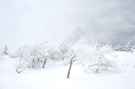 雪花覆盖了亚皮斯里山上的雪树ukraine图片