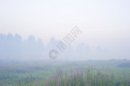 阳光下的草地草地和树上有浓雾的清晨背景