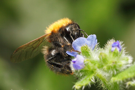 b大黄蜂从蓝花里吸蜜图片