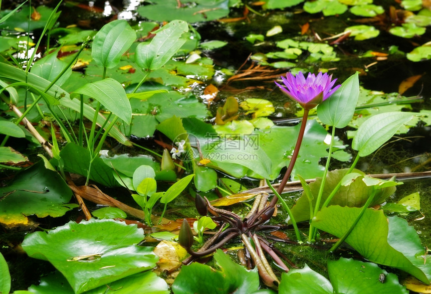 花园池塘里水利晶的巨大软焦点图像图片