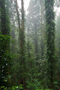 世界多里戈岛的自然美景在雾的一天雨林传承着图片