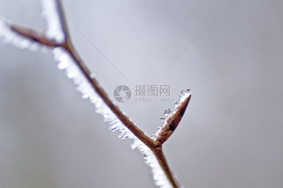 树枝上透明的冰霜嫩芽图片
