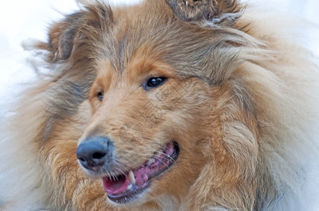 喜乐蒂牧羊犬特写镜头图片