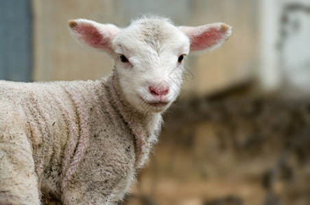 农场中的动物年轻羊羔图片