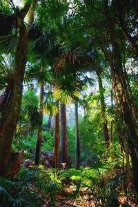 雨林中美丽的树图片