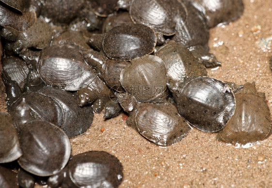 维特南的玉田园塔中的小动物乌龟图片