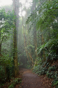 世界多里戈岛的自然美景在雾的一天雨林传承着图片