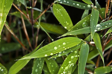 雨后的小竹叶图片