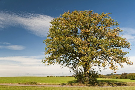 秋天的大橡树背景图片