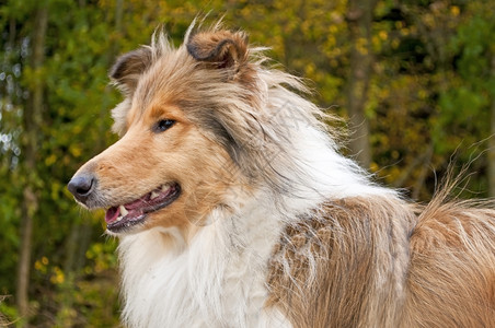 柯利牧羊犬侧脸特写镜头图片