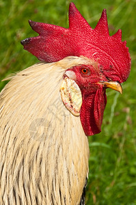 动物公鸡的大红色鸡冠背景图片