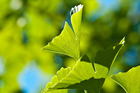 Ginkgo叶子inkobla树叶图片