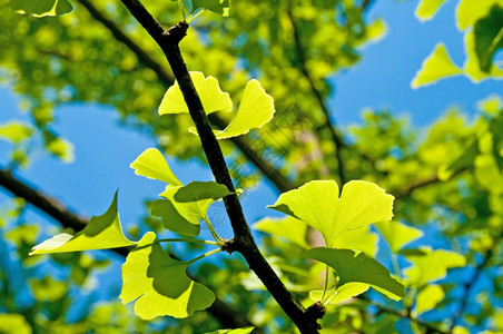 Ginkgo叶子inkobla树叶图片