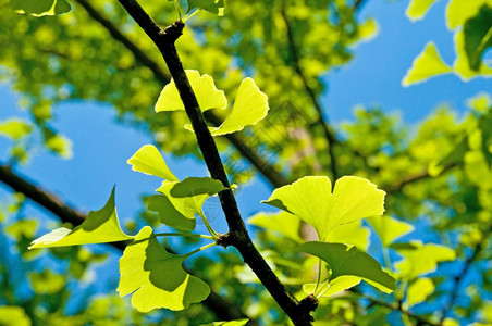 Ginkgo叶子inkobla树叶图片